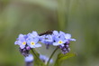 Blume und Insekt