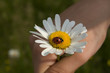 Ladybug on the camomile