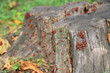Colony of fire bugs (pyrrhocoris apterus)