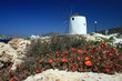 Windmill of Paros Island, Greece with wildflowers in the foregro Windmill of Paros Island, Greece with wildflowers in the foregro