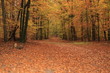balade en forêt de fontainebleau