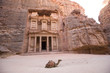 Camel in front of Treasury Petra Jordan Camel in front of Treasury Petra Jordan
