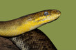 Russian ratsnake (Elaphe schrenckii) Russian ratsnake (Elaphe schrenckii)