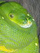 Green Tree Python