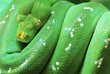 Green Tree Python