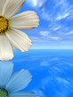 White flower White flower