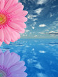 Pink flower Pink flower