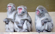 Macaque 2