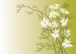 chamomiles chamomiles
