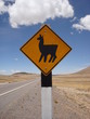Attention lama ! Attention lama !