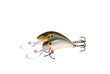 Trout & Dace