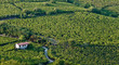 Vigneto a Soave - Verona