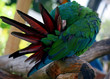 PARROT