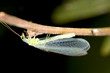 Green lacewing Green lacewing