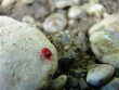 Red tick on the stone Red tick on the stone