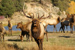 bugling bull
