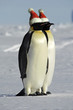 Penguin couple celebrates Christmas