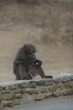 babouin male