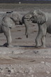 elephants a etosha