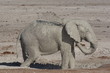 elephant a etosha