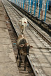 vaches à la gare