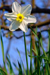 Narzisse (lat. Narcissus pseudonarcissus)