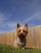 Silky Terrier against Blue Sky and Fence