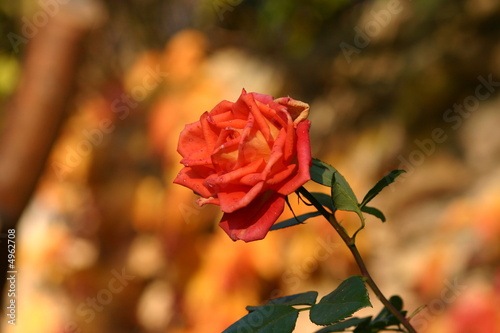 Photo: Rose in authumn Rose in authumn