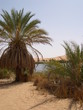 Oasis