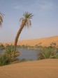 oasis