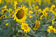 champ de tournesol colza écologie carburant propre jaune soleil