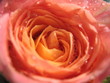 Rosenblüte