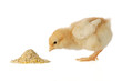 Baby chicken having a meal