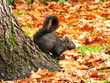 Ecureuil d'automne