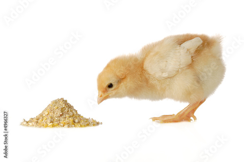 Baby chicken having a meal