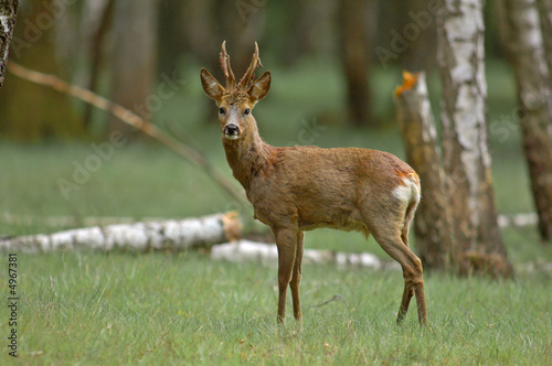 Chevreuil brocard