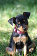 curious  puppy