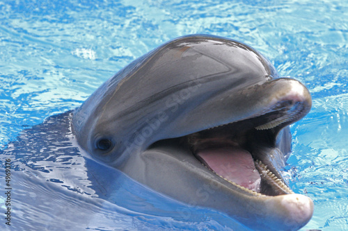 Photo: SMILING FACE OF A DOLPHIN SMILING FACE OF A DOLPHIN