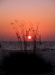 Sea Oat Sunset