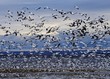 white geese