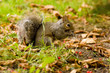 Squirrel in woodland 