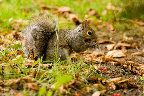 Squirrel in woodland 