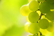 Close-up of a bunch of grapes on grapevine Close-up of a bunch of grapes on grapevine