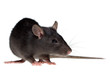Photographie : small rat