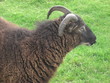 Horned Ram