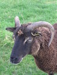 Billy Goat