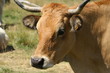 Vache salers Vache salers