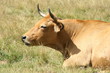 vache salers