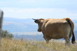vache salers