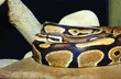 The curtailed python
